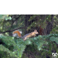 گونه سنجاب ایرانی Sciurus anomalus